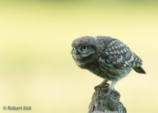 Young and curious Little Owl!