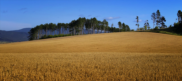 Summer wheat fields in Slovakia