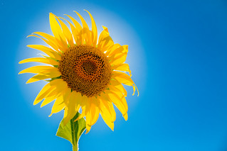 Solar-powered sun flower seen in Provence, France, near Avignon