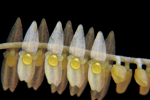 Lepanthopsis floripecten | Wiel Driessen | Flickr