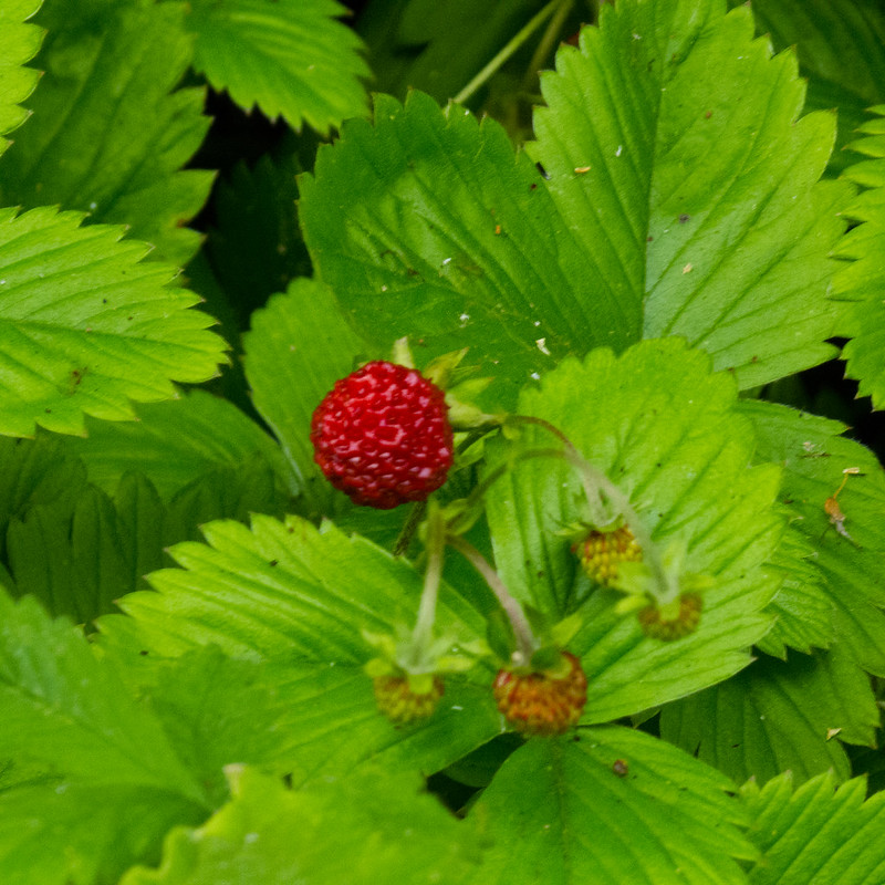 Wild strawberry, Wren's Nest