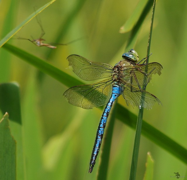 emperor dragonfly (1)