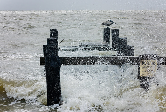 Pelican perches on broken wharf as waves from Tropical Storm Cindy crash ashore in Coden Alabama