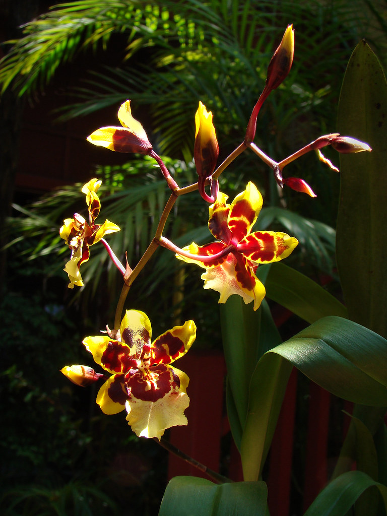 Oncidium Orchid Species Photo Of A Variegated Oncidium Orc Flickr