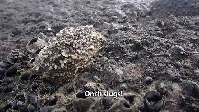 Big pimply onch slugs (Family Onchidiidae)