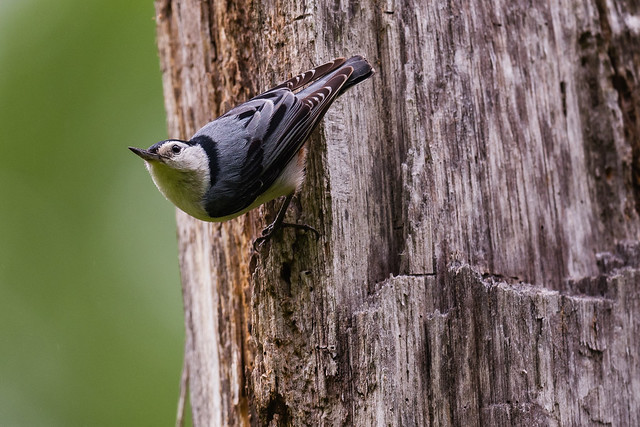 White-breasted Nuthatch - Adult Male