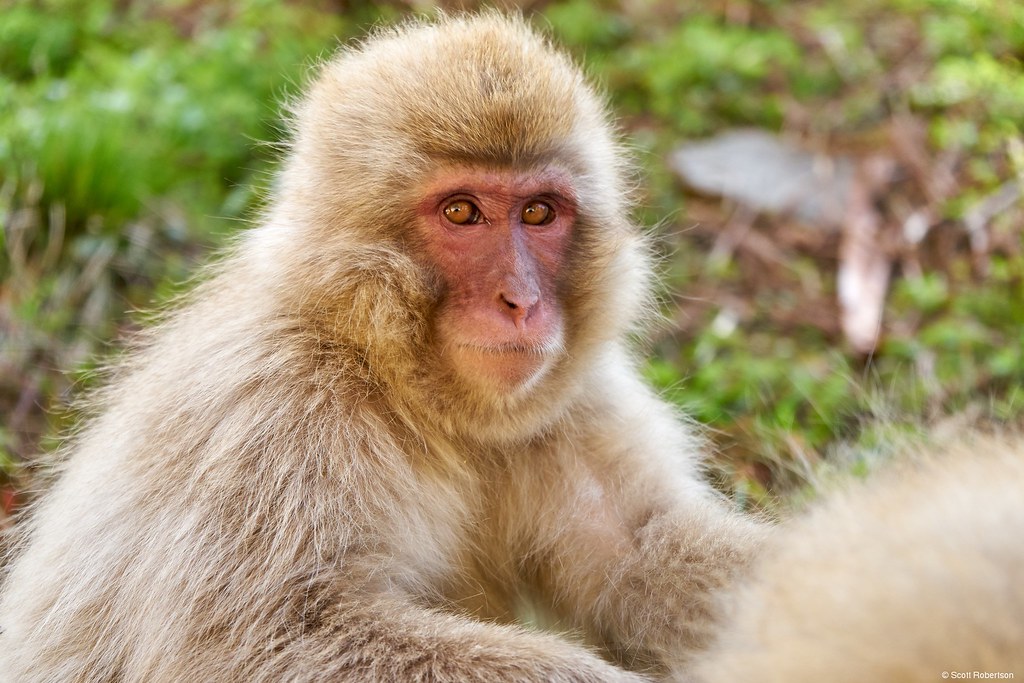 Snow Monkey 日本猿 Scott スコット Flickr