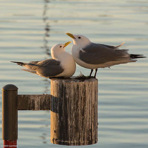 kittiwake gulls seagulls love nikon d7100 ålesund norway sunset