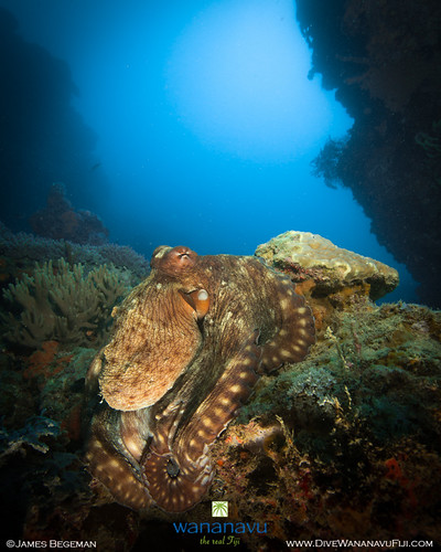 Wananavu Dive