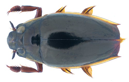 Patrus nathani (Ochs, 1966) Syn.: Orectochilus nathani Ochs, 1966 | by urjsa