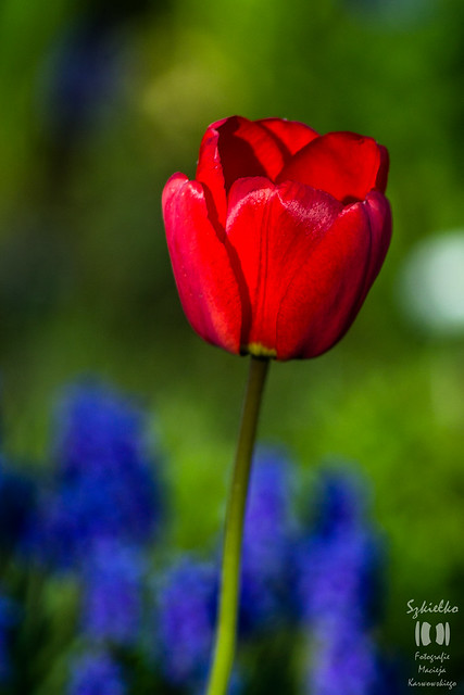 The tulip - unrolled ((explored))