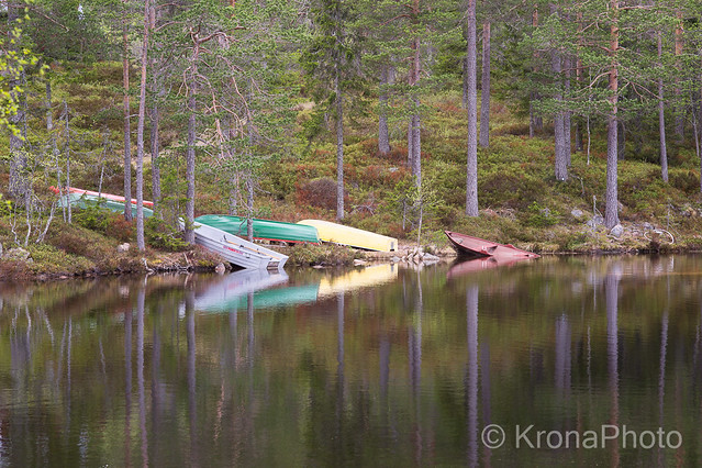 Forest pond, Finnemarka, Norway