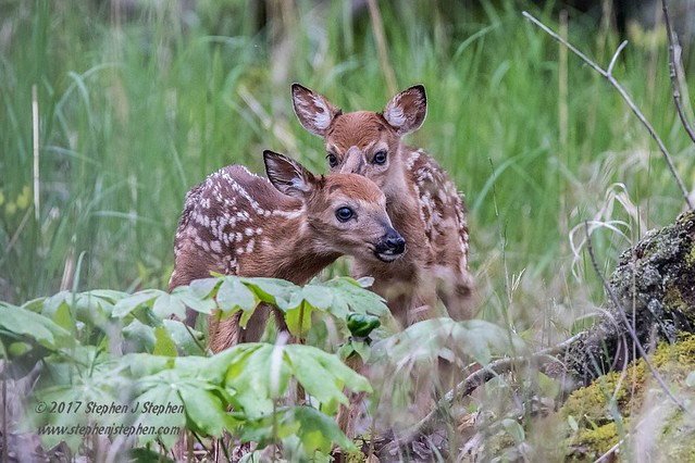 Mother's Day Fawns