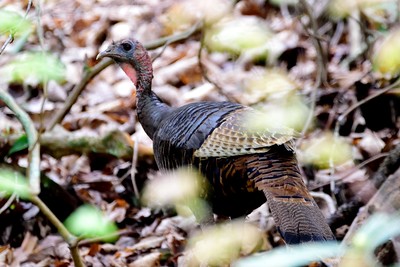 photo of a Wild Turkey in the forest