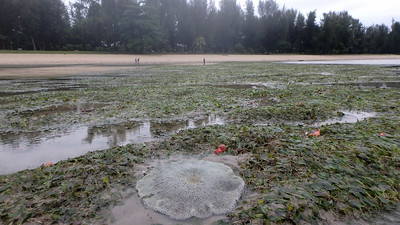 Living seagrass meadows at Changi