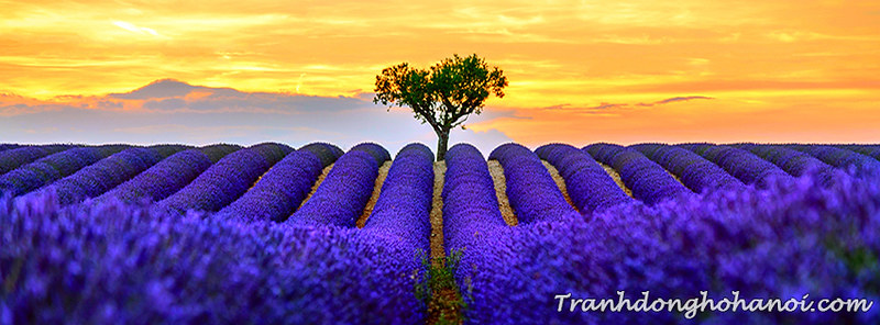 Cánh đồng hoa oải hương đẹp làm hình nền facebook | Cánh đồn… | Flickr