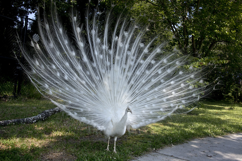 White Peacock or Albino Peacock