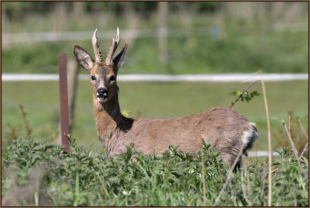 Roe Deer (image 2 of 2)