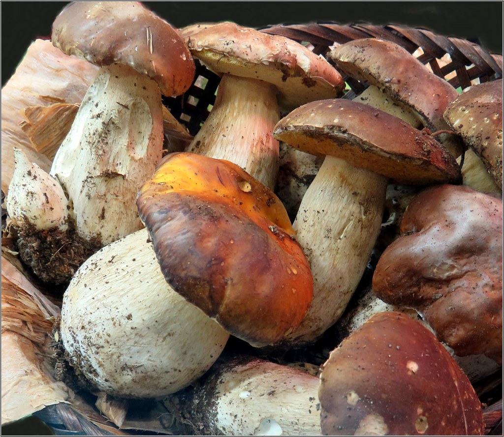 Real and Edible Large 'Porcini' Mushrooms These big, gna… Flickr