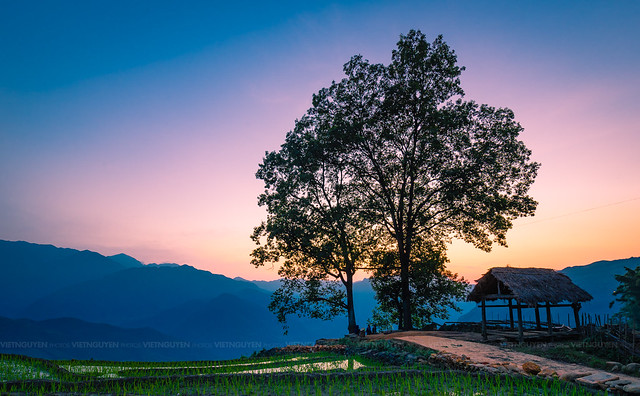 Rice terraces of Y TY in Lao Cai, Vietnam in the sunset