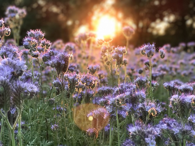 Sunset on a violet flowers field