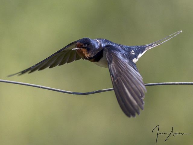 Barn Swallow in flight 21/05/17