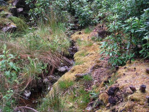 Mossy Forest Floor, Glen Coe SWC Glencoe Trip 21-28/05/17 21/05/17 Pap of Glencoe (Sgorr na Ciche)
