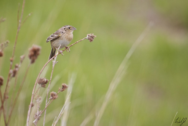 Grasshopper Sparrow- Norfolk, MA