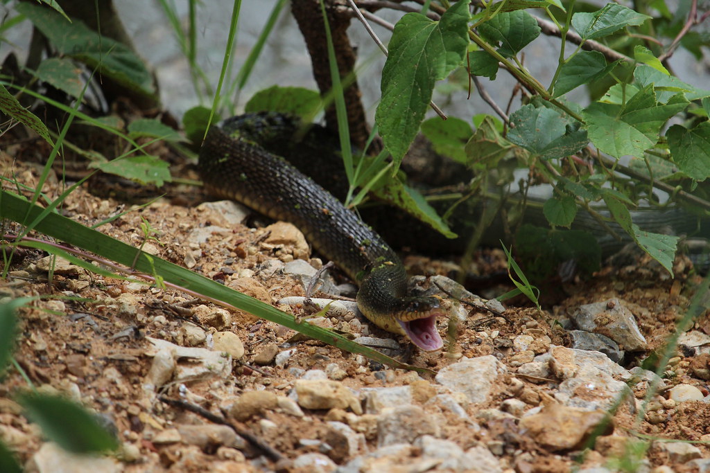 Plain bellied Water snake