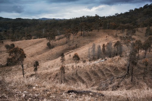 tree zeiss gum landscape bush mt sony overcast australia hills queensland outback crosby a7r