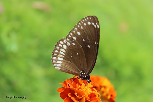 Butterfly - So Beautiful - 500 Plus Comments