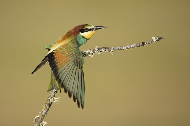 Bee Eater Wing Stretch