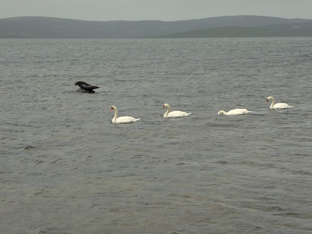Seal and swans