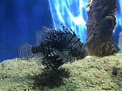 El Oceanario, Isla de San Martín de Pajarales, Cartagena, Colômbia.