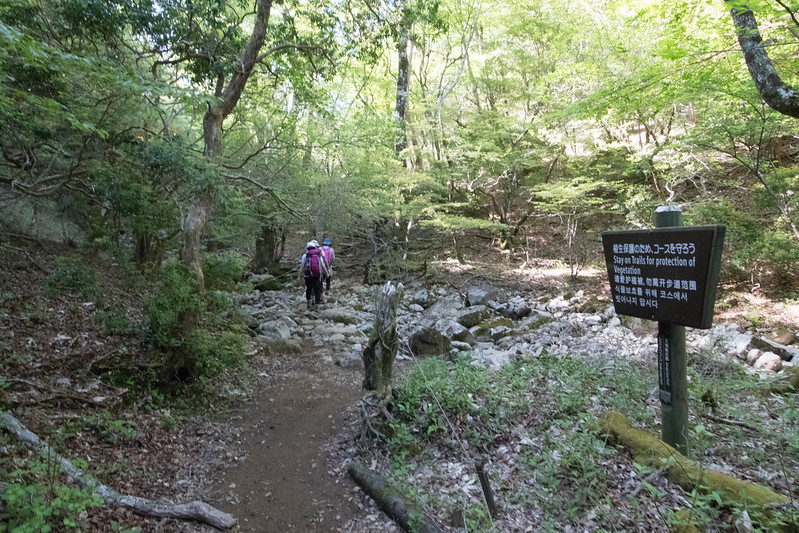 天城山の登山道