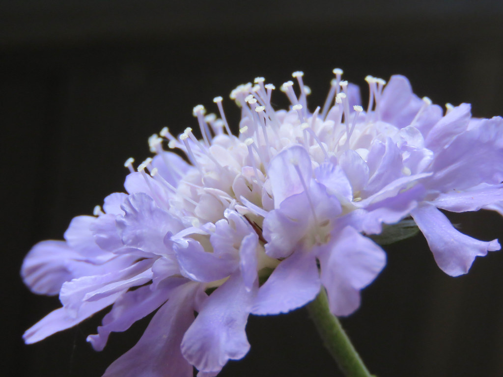 Scabiosa columbaria - Butterfly Blue