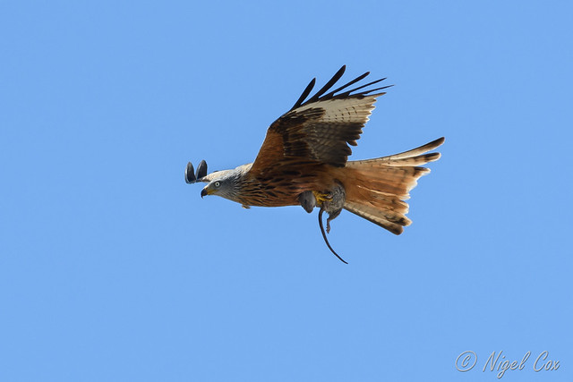 Red Kite with Dinner