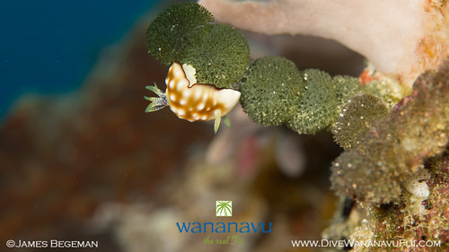 Wananavu Dive