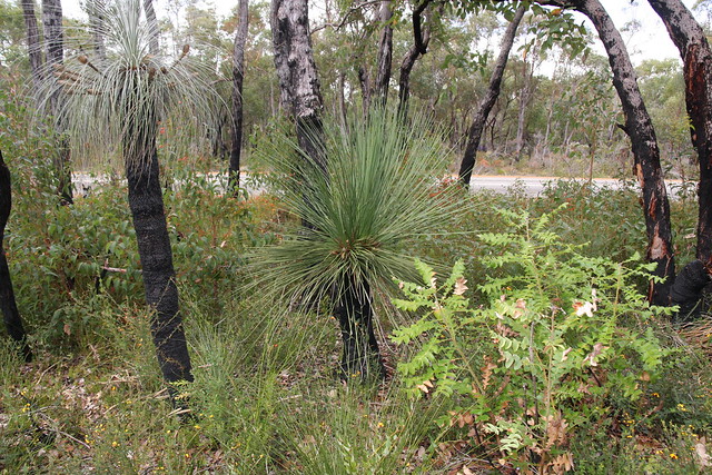 Kingia australis - bullanock and Xanthorrhoea preissii - Balga, Porongurup National Park, South Western Australia
