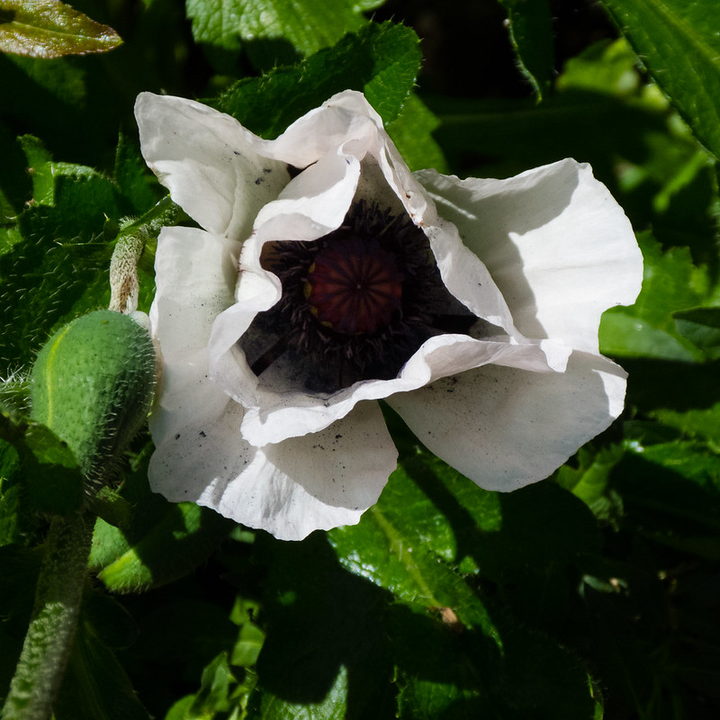 White poppy flower