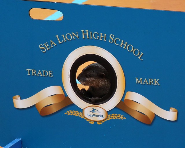Sea Lion High