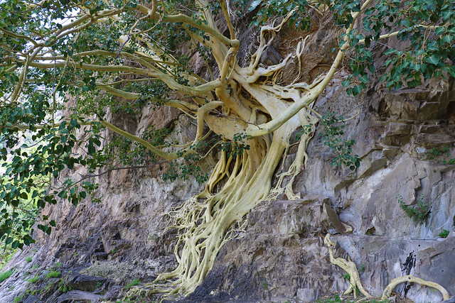 strangler fig tree on the rocks