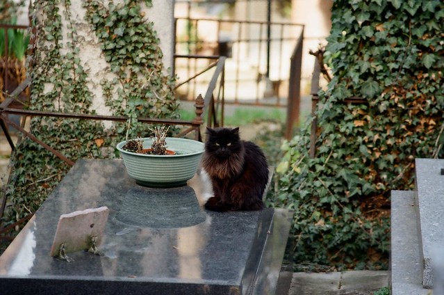 Cemetery cats - analog Paris