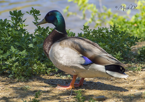 Duck