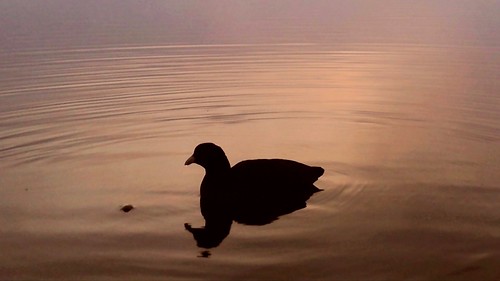 sunrise alba primopiano clouseup acqua water lake lagodicandia nero black silhouette explored inexplore duck anatra