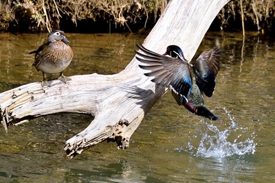photo of Wood Ducks on a log in a lake