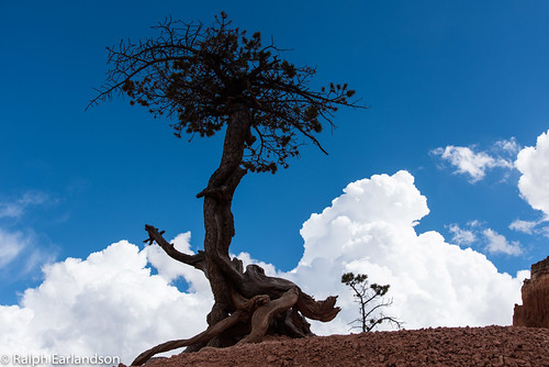 Lone Tree and the Clouds | A lone tree with exposed roots al… | Flickr