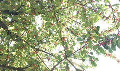 Laying ninety degrees under the cherrytrees