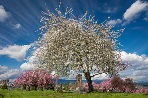 spring blossoms cherry apple pink white newwestminster cemetary headstone bluesky clouds