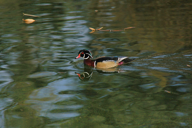 The Wood Duck.